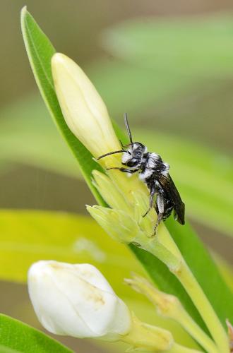 Andrena agilissima